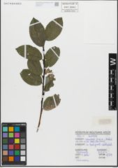 Foto von Salix glabra Scop.